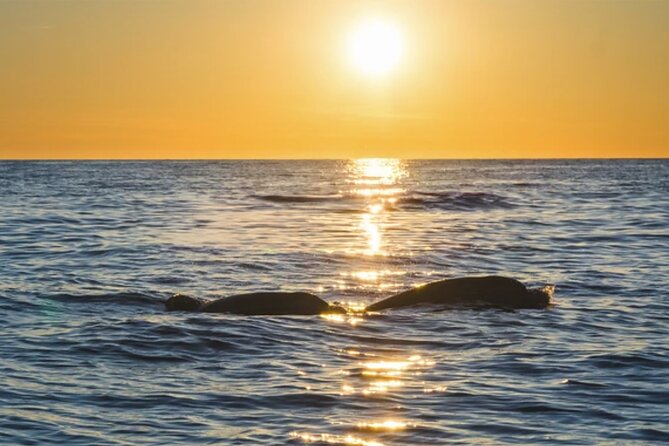 Dolphin Watching Tour – 85% Chance – Drinks & Dinner Included - The dolphin search: odds, expectations, and how to maximize your chances