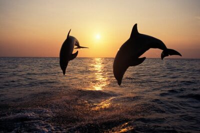 Dolphin Watching Tour – 85% Chance – Drinks & Dinner Included - Porer Lighthouse: the 1846 Austro-Hungarian icon you’ll want to frame