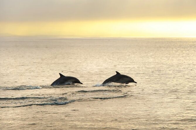 Dolphin Watching Tour – 85% Chance – Drinks & Dinner Included - Dinner onboard: included, choice-based, and better than you might expect