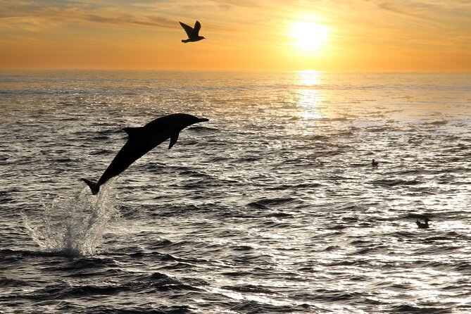 Dolphin Watching Tour – 85% Chance – Drinks & Dinner Included - Drinks are part of the schedule, not a side perk