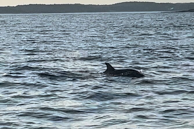 Dolphin Watching Tour – 85% Chance – Drinks & Dinner Included - Timing and weather: why it can feel a bit shorter (and colder)