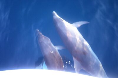Dolphins Watching in the National Park Brijuni from Pula - The Guide on Board: What You Learn While You Watch