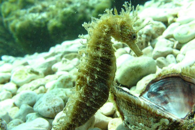 DSD - First time diving course - Key highlights you’ll care about