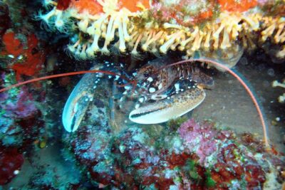 DSD - First time diving course - Gear Fitting and Shallow-Water Skill Sessions