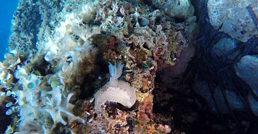 Dubrovnik: 1-Day Discover Scuba Diving Course - Key highlights worth your attention