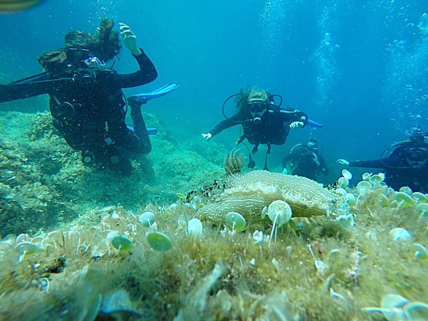 Dubrovnik: 1-Day Discover Scuba Diving Course - A one-day taste of PADI Open Water in Dubrovnik