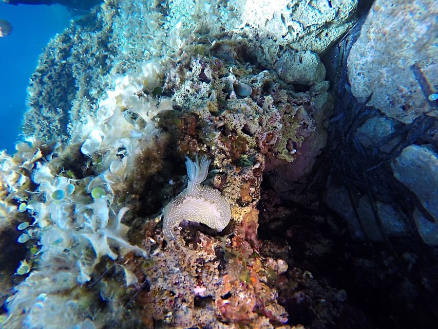 Dubrovnik: 1-Day Discover Scuba Diving Course - Meeting at Blue Planet inside Dubrovnik Palace (and why location matters)