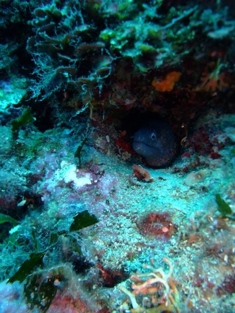 Dubrovnik: 1-Day Diving Package - Key Points to Know Before You Go