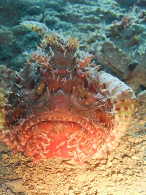 Dubrovnik: 1-Day Diving Package - Boat Stops: Caves, Wrecks, a Lake, and Several Named Targets
