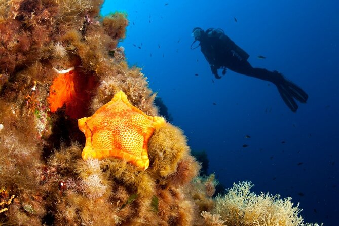 Dubrovnik 1 Dive for Certified Divers - From Check-In to Gear-Up: The 2.5-Hour Flow You Should Expect