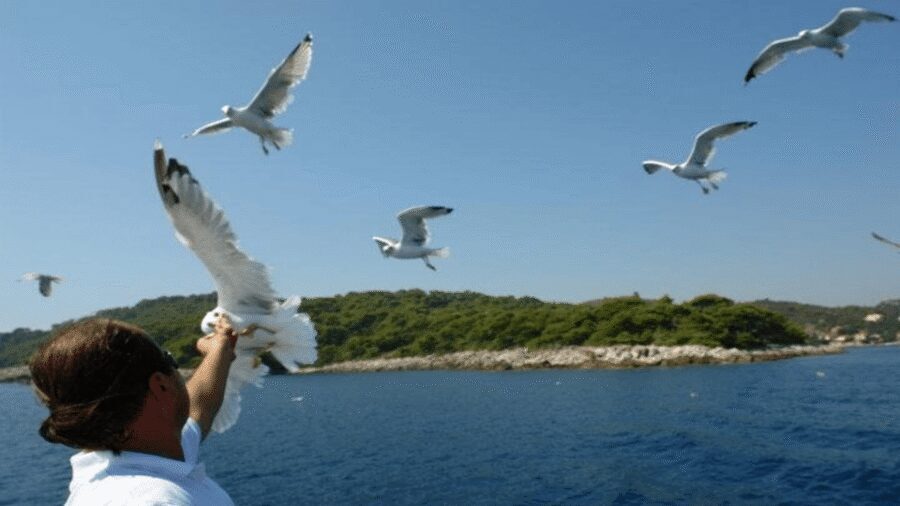 Dubrovnik: Elaphiti Islands Boat Cruise with Lunch & Drinks - Who this Dubrovnik Elaphiti cruise suits best