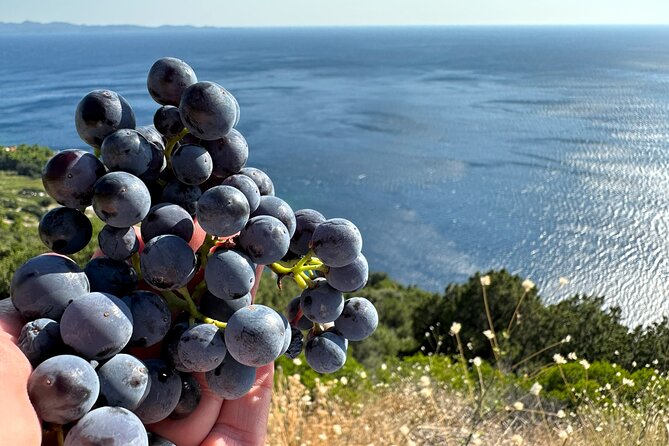 Dubrovnik Private Wine Tasting Tour to Peljesac Peninsula - Price and value: what $307.74 buys you in real life