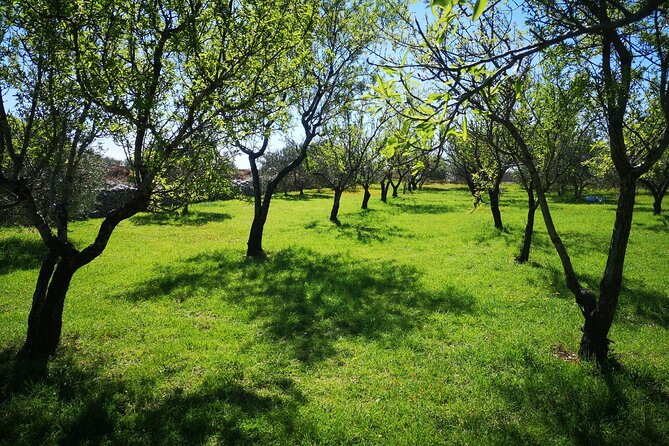 Family-run Vineyard Tour & Award Winning Wine Tasting/Delicacies - Dalmatian Pairings: Three Wines, Seven Liquors, and Real Homemade Food