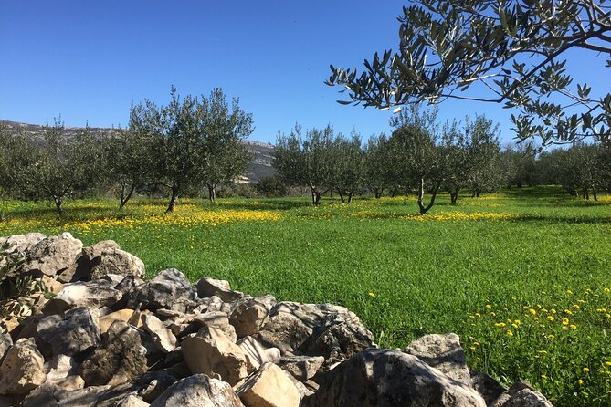 Family-run Vineyard Tour & Award Winning Wine Tasting/Delicacies - Timing Tips: Make It Work With Your Trogir Plan