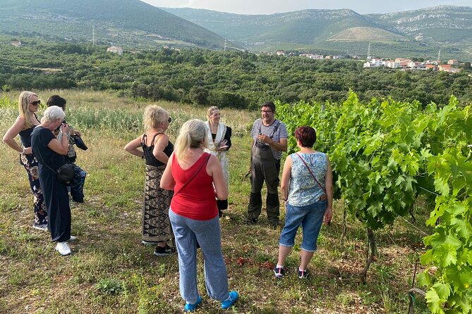 Family-run Vineyard Tour & Award Winning Wine Tasting/Delicacies - The Olive and Almond Walk in Kaštela: The Work Behind the Taste