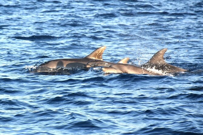 Fantastic DOLPHIN & SUNSET TOUR with dinner ( Pula-NP BRIJUNI ) - What’s Included With Dinner at Sea (and what to order)