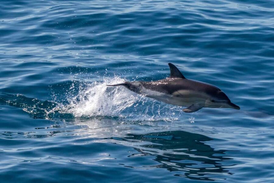 FAŽANA: DOLPHIN SAFARI - Quick hits you’ll feel on the trip