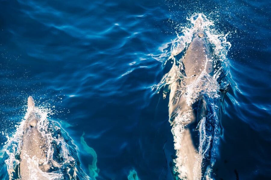 FAŽANA: DOLPHIN SAFARI - Meeting point and timing: arrive early and you’ll feel calm