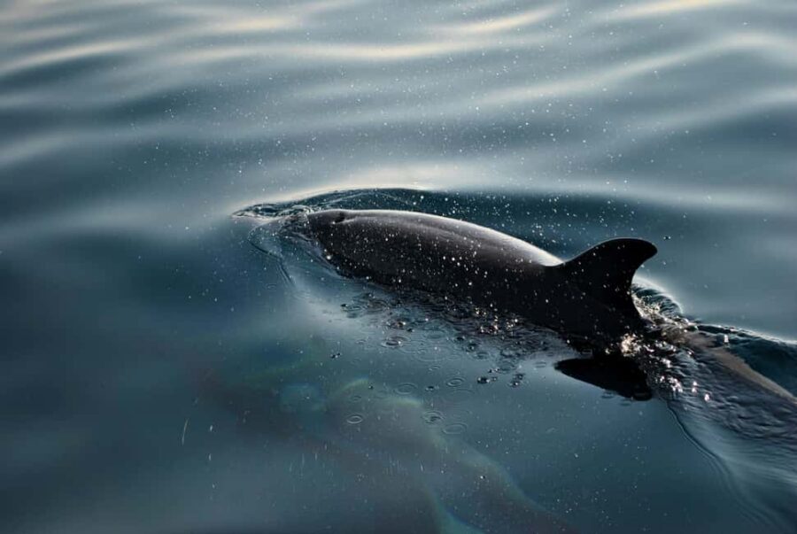 FAŽANA: DOLPHIN SAFARI - How the glass-bottom boat changes what you notice