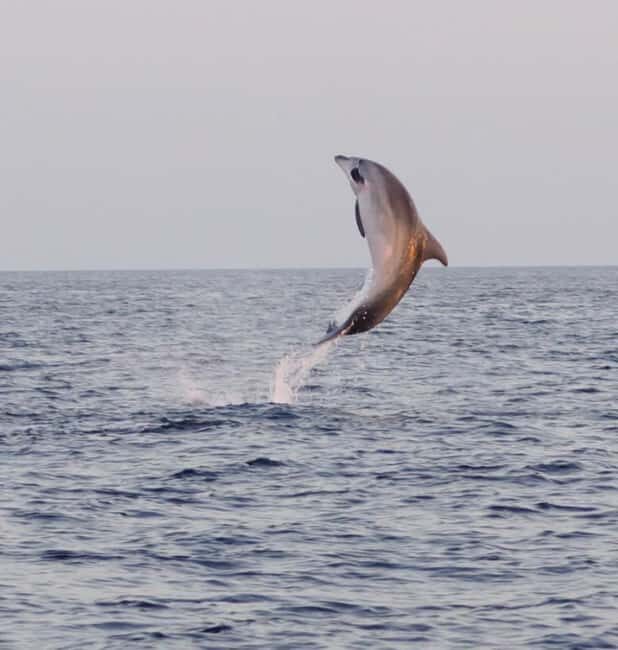 From Fazana: Dolphin watching and snorkeling in Blue Cave - From Fažana Port to the Blue Cave Zone: What the First Hour Feels Like