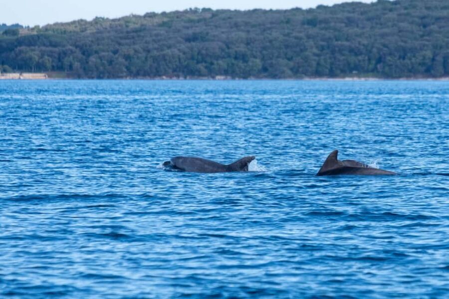 From Fazana: Dolphin watching and snorkeling in Blue Cave - What $365 Gets You: Private Value for Up to 6