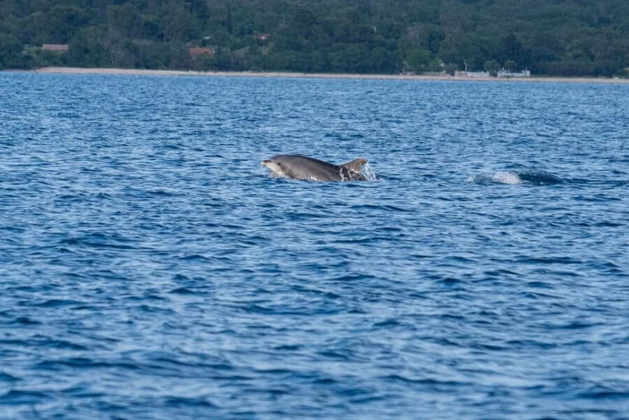 From Fazana: Dolphin watching and snorkeling in Blue Cave - Gear, Comfort, and Pet-Friendly Details That Matter at Sea