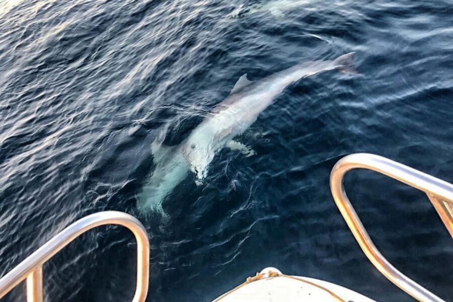 From Fazana: Private sunset dolphin tour - Sunset Dolphin Tour from Fazana: The vibe you’re really buying