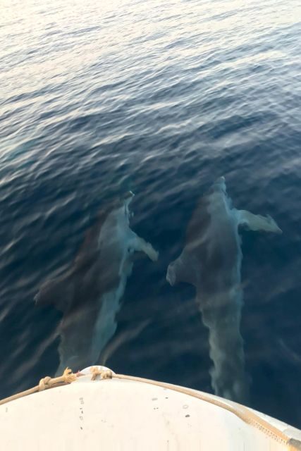 From Fazana: Private sunset dolphin tour - Brijuni National Park: the guided part that makes sightings meaningful
