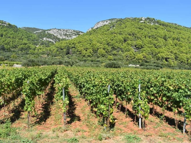 From Korcula Town: Local Wine & Sightseeing Half-Day Tour - Winery #3 plus the food tasting: where the day gets more satisfying