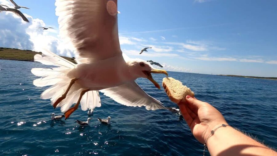 Full day boat-trip Medulin, blue Cave, Cres + dolphin search - What to bring so the day feels easy