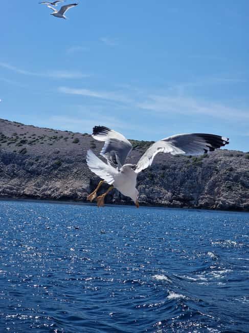 Full day boat-trip Medulin, blue Cave, Cres + dolphin search - Getting started in Medulin: meeting point and timing