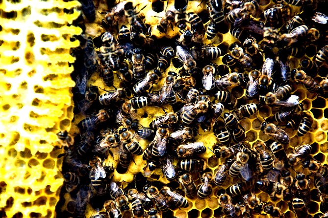 Give Bees a chance! - Real Beehive Viewing Without the Sting Risk