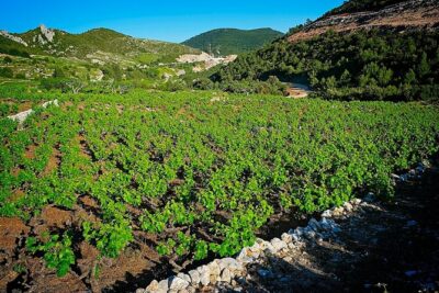 Half Day Tour - Deep and Dark Red Wine of Pelješac - Pelješac cellar time: what to expect from the wine tasting route