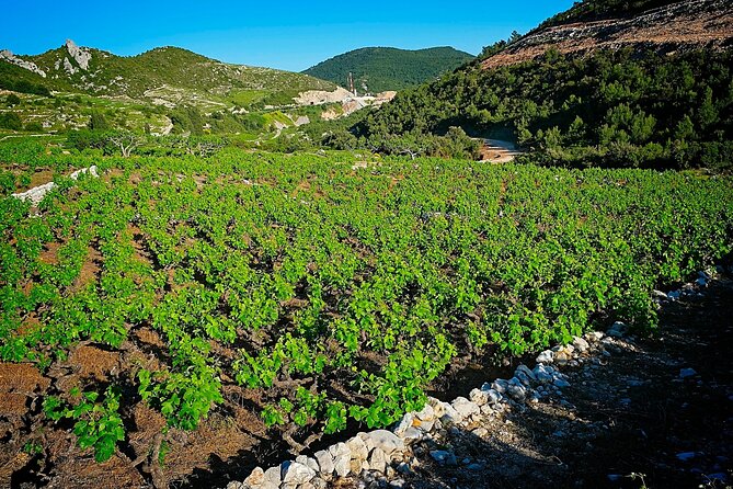 Half Day Tour - Deep and Dark Red Wine of Pelješac - Pelješac cellar time: what to expect from the wine tasting route