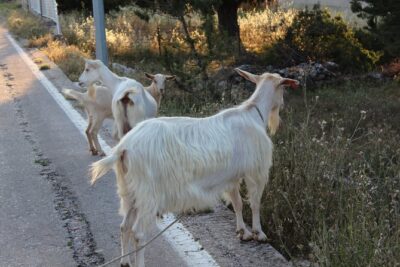 Hvar Hidden Gems Small Group Half Day Tour with Lunch or Dinner - Velo Grablje and Malo Grablje: When the Village Becomes the Story