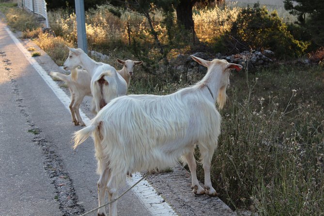 Hvar Hidden Gems Small Group Half Day Tour with Lunch or Dinner - Velo Grablje and Malo Grablje: When the Village Becomes the Story