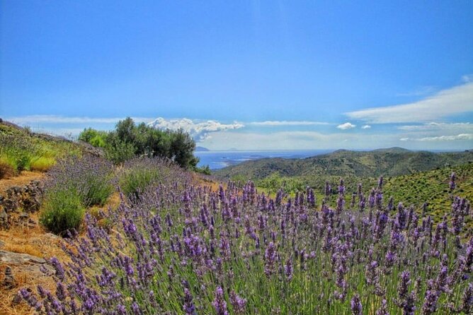 Hvar: Island tour with Wine and Olive Oil Tasting - A 3-Hour Hvar Loop That Mixes Fort Views and a Konoba Tasting