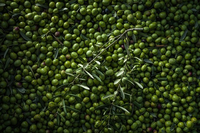 Hvar: Island tour with Wine and Olive Oil Tasting - What You’ll Taste: Medvid Wines, Darnekuša, and Aromatized Olive Oils