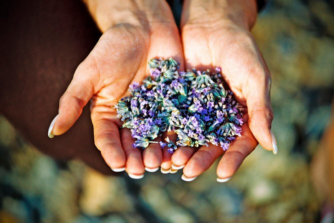 Hvar Lavender Small Group Tour - Key highlights you’ll actually notice