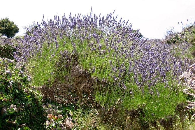 Hvar Lavender Small Group Tour - Price and logistics: what you’re paying for