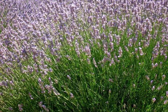 Hvar Lavender Small Group Tour - Stop 1: Brusje lavender walk on the old road to StariGrad
