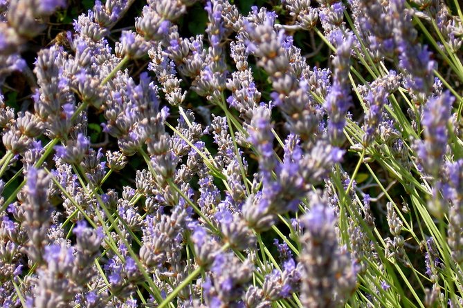 Hvar Lavender Small Group Tour - What the guide teaches about lavender on Hvar