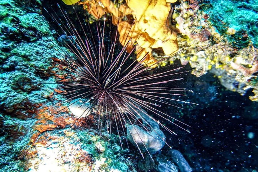 Hvar: Try Dive/Discover Scuba Diving Program - Hvar Try Scuba With Vrboska Black Pearl