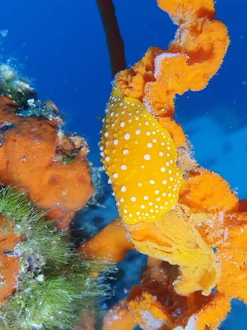 Hvar: Try Dive/Discover Scuba Diving Program - Underwater Comfort Tips That Actually Matter