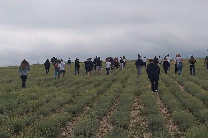 Immortelle farm island Krk - The historical story from 49 BC you might not expect