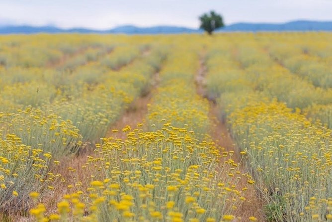 Immortelle farm island Krk - How distillation becomes brandy: what the guide explains