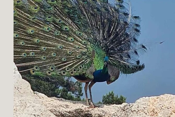 Island Visit National Park Brijuni & Dolphin Cruise - Lunch and food planning: what’s included and what you’ll likely order
