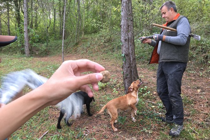 Istrian tapestry - gourmet tour combining wine, truffles and olive oil - Olive oil tasting in Istria: what you should pay attention to