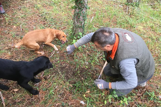 Istrian tapestry - gourmet tour combining wine, truffles and olive oil - Truffle hunting and truffle tasting: the star segment of the day