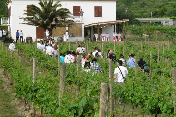 Konavle Valley Wine Tour from Dubrovnik with Train Ride and Wine Tasting - Dubrovnik to Konavle Valley: the drive you’re glad you didn’t plan